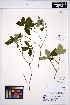  ( - MF270)  @11 [ ] CreativeCommons - Attribution Non-Commercial Share-Alike (2013) Unspecified UBC Herbarium