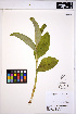  ( - MF272)  @11 [ ] CreativeCommons - Attribution Non-Commercial Share-Alike (2013) Unspecified UBC Herbarium