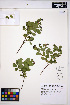  (Spiraea splendens - MF278)  @11 [ ] CreativeCommons - Attribution Non-Commercial Share-Alike (2013) Unspecified UBC Herbarium