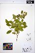  ( - MF289)  @11 [ ] CreativeCommons - Attribution Non-Commercial Share-Alike (2013) Unspecified UBC Herbarium