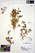  ( - MF296)  @11 [ ] CreativeCommons - Attribution Non-Commercial Share-Alike (2013) Unspecified UBC Herbarium