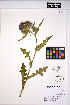  ( - MF302)  @11 [ ] CreativeCommons - Attribution Non-Commercial Share-Alike (2013) Unspecified UBC Herbarium