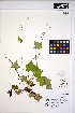  ( - MF303)  @11 [ ] CreativeCommons - Attribution Non-Commercial Share-Alike (2013) Unspecified UBC Herbarium