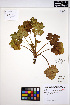  ( - ERM1179)  @11 [ ] CreativeCommons - Attribution Non-Commercial Share-Alike (2013) Unspecified UBC Herbarium