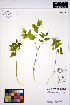  ( - ERM1267)  @11 [ ] CreativeCommons - Attribution Non-Commercial Share-Alike (2013) Unspecified UBC Herbarium
