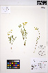  ( - ERM1288)  @11 [ ] CreativeCommons - Attribution Non-Commercial Share-Alike (2013) Unspecified UBC Herbarium