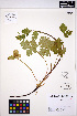  ( - ERM1335)  @11 [ ] CreativeCommons - Attribution Non-Commercial Share-Alike (2013) Unspecified UBC Herbarium