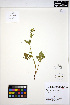  ( - ERM1385)  @11 [ ] CreativeCommons - Attribution Non-Commercial Share-Alike (2013) Unspecified UBC Herbarium