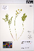  ( - ERM1351)  @11 [ ] CreativeCommons - Attribution Non-Commercial Share-Alike (2013) Unspecified UBC Herbarium