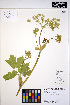  ( - ERM1483)  @11 [ ] CreativeCommons - Attribution Non-Commercial Share-Alike (2013) Unspecified UBC Herbarium