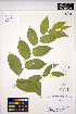  ( - ERM1531)  @11 [ ] CreativeCommons - Attribution Non-Commercial Share-Alike (2013) Unspecified UBC Herbarium