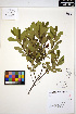  (Myrica gale - ERM790)  @11 [ ] CreativeCommons - Attribution Non-Commercial Share-Alike (2013) Unspecified UBC Herbarium