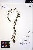  ( - ERM1696)  @11 [ ] CreativeCommons - Attribution Non-Commercial Share-Alike (2013) Unspecified UBC Herbarium