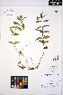  ( - ERM1698)  @11 [ ] CreativeCommons - Attribution Non-Commercial Share-Alike (2013) Unspecified UBC Herbarium