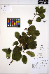  ( - ERM1610)  @11 [ ] CreativeCommons - Attribution Non-Commercial Share-Alike (2013) Unspecified UBC Herbarium