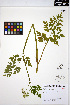  ( - ERM1630)  @11 [ ] CreativeCommons - Attribution Non-Commercial Share-Alike (2013) Unspecified UBC Herbarium