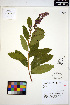  ( - ERM1603)  @11 [ ] CreativeCommons - Attribution Non-Commercial Share-Alike (2013) Unspecified UBC Herbarium