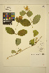  (Lonicera ciliosa - AVDL6)  @11 [ ] CreativeCommons - Attribution Non-Commercial Share-Alike (2013) Unspecified UBC Herbarium