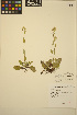  ( - ERM377)  @11 [ ] CreativeCommons - Attribution Non-Commercial Share-Alike (2013) Unspecified UBC Herbarium