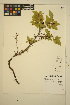  ( - ERM952)  @11 [ ] CreativeCommons - Attribution Non-Commercial Share-Alike (2013) Unspecified UBC Herbarium
