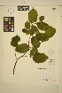  ( - ERM1326)  @11 [ ] CreativeCommons - Attribution Non-Commercial Share-Alike (2013) Unspecified UBC Herbarium