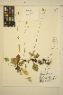  ( - ERM1447)  @11 [ ] CreativeCommons - Attribution Non-Commercial Share-Alike (2013) Unspecified UBC Herbarium