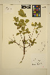  (Lonicera utahensis - ERM1504)  @11 [ ] CreativeCommons - Attribution Non-Commercial Share-Alike (2013) Unspecified UBC Herbarium
