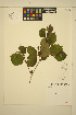  ( - MF107)  @11 [ ] CreativeCommons - Attribution Non-Commercial Share-Alike (2013) Unspecified UBC Herbarium