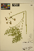  ( - ERM1778)  @11 [ ] CreativeCommons - Attribution Non-Commercial Share-Alike (2013) Unspecified UBC Herbarium