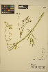  ( - AVDL31)  @11 [ ] CreativeCommons - Attribution Non-Commercial Share-Alike (2013) Unspecified UBC Herbarium