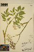  ( - FF1)  @11 [ ] CreativeCommons - Attribution Non-Commercial Share-Alike (2013) Unspecified UBC Herbarium