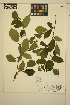  ( - MF361)  @11 [ ] CreativeCommons - Attribution Non-Commercial Share-Alike (2013) Unspecified UBC Herbarium