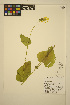  ( - ERM1371)  @11 [ ] CreativeCommons - Attribution Non-Commercial Share-Alike (2013) Unspecified UBC Herbarium
