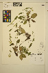  ( - ERM1750)  @11 [ ] CreativeCommons - Attribution Non-Commercial Share-Alike (2013) Unspecified UBC Herbarium