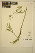  ( - ERM1712)  @11 [ ] CreativeCommons - Attribution Non-Commercial Share-Alike (2013) Unspecified UBC Herbarium