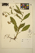  ( - FF28)  @11 [ ] CreativeCommons - Attribution Non-Commercial Share-Alike (2014) Unspecified UBC Herbarium