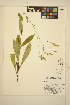  ( - FF29)  @11 [ ] CreativeCommons - Attribution Non-Commercial Share-Alike (2014) Unspecified UBC Herbarium