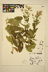  ( - FF31)  @11 [ ] CreativeCommons - Attribution Non-Commercial Share-Alike (2014) Unspecified UBC Herbarium