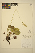  ( - FF39)  @11 [ ] CreativeCommons - Attribution Non-Commercial Share-Alike (2014) Unspecified UBC Herbarium