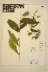  ( - FF43)  @11 [ ] CreativeCommons - Attribution Non-Commercial Share-Alike (2014) Unspecified UBC Herbarium