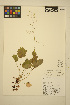  ( - ERM471)  @11 [ ] CreativeCommons - Attribution Non-Commercial Share-Alike (2014) Unspecified UBC Herbarium