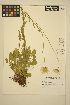  ( - ERM976)  @11 [ ] CreativeCommons - Attribution Non-Commercial Share-Alike (2014) Unspecified UBC Herbarium