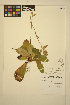  ( - ERM1126)  @11 [ ] CreativeCommons - Attribution Non-Commercial Share-Alike (2014) Unspecified UBC Herbarium
