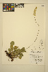  ( - ERM1238)  @11 [ ] CreativeCommons - Attribution Non-Commercial Share-Alike (2014) Unspecified UBC Herbarium