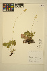  ( - ERM1419)  @11 [ ] CreativeCommons - Attribution Non-Commercial Share-Alike (2014) Unspecified UBC Herbarium