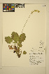  ( - ERM1757)  @11 [ ] CreativeCommons - Attribution Non-Commercial Share-Alike (2014) Unspecified UBC Herbarium