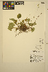  ( - MF40)  @11 [ ] CreativeCommons - Attribution Non-Commercial Share-Alike (2014) Unspecified UBC Herbarium
