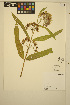  ( - FF49)  @11 [ ] CreativeCommons - Attribution Non-Commercial Share-Alike (2014) Unspecified UBC Herbarium