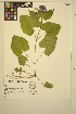  ( - MF315)  @11 [ ] CreativeCommons - Attribution Non-Commercial Share-Alike (2014) Unspecified UBC Herbarium