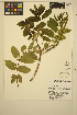  ( - MF329)  @11 [ ] CreativeCommons - Attribution Non-Commercial Share-Alike (2014) Unspecified UBC Herbarium